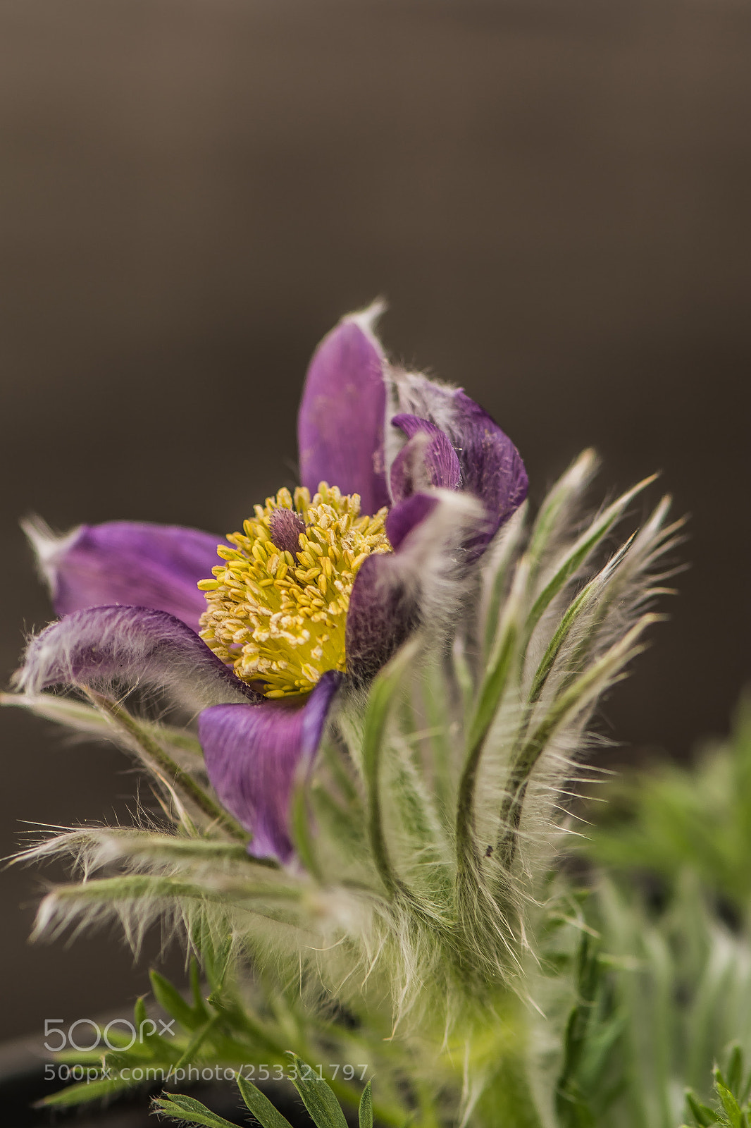 Nikon D7100 sample photo. Pasque flower photography