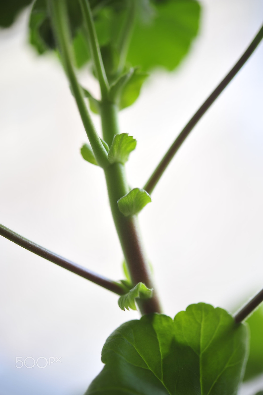 Nikon AF-S Micro-Nikkor 60mm F2.8G ED sample photo. Pelargonium nova photography
