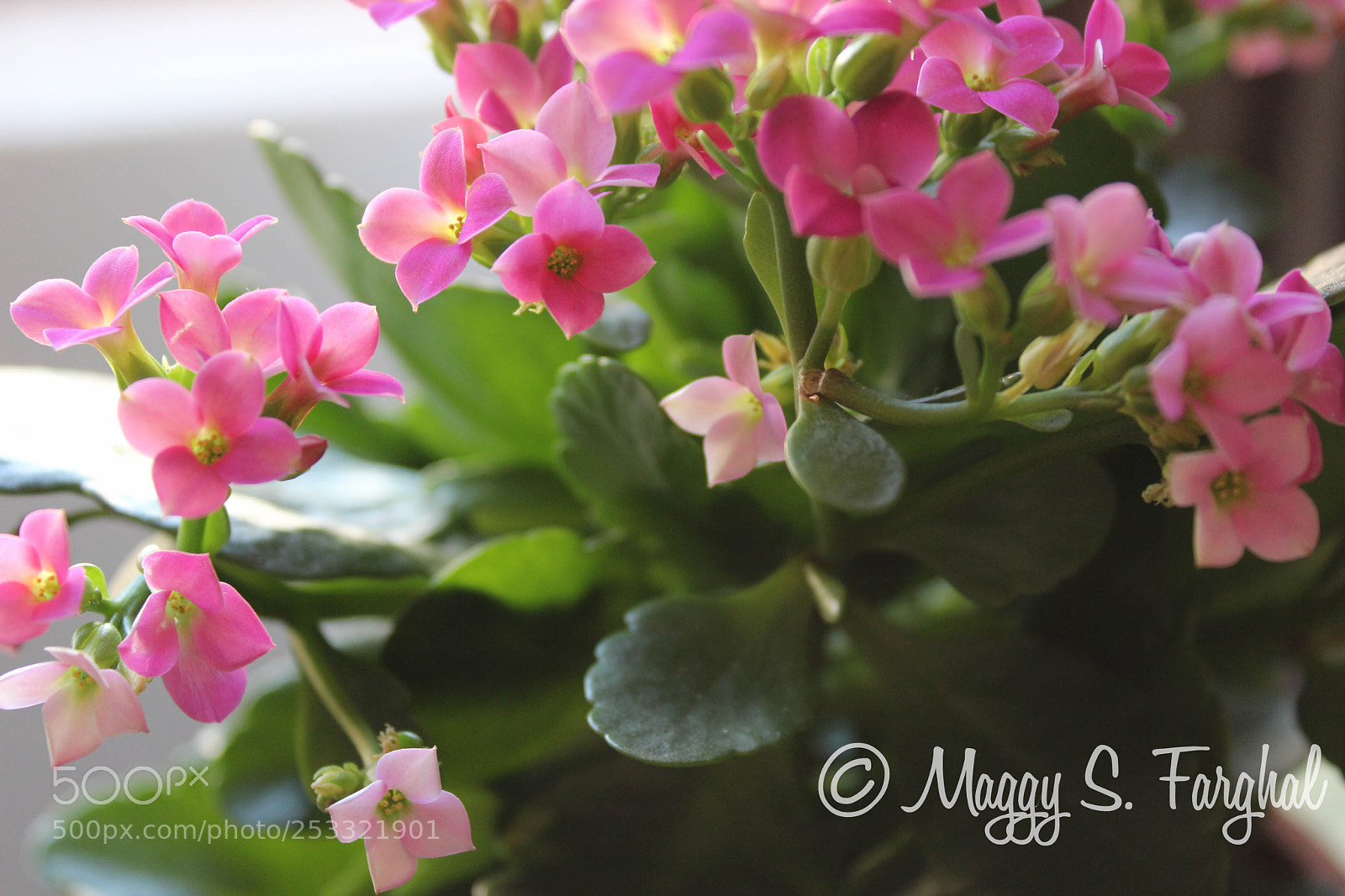 Canon EOS 600D (Rebel EOS T3i / EOS Kiss X5) sample photo. Florals photography