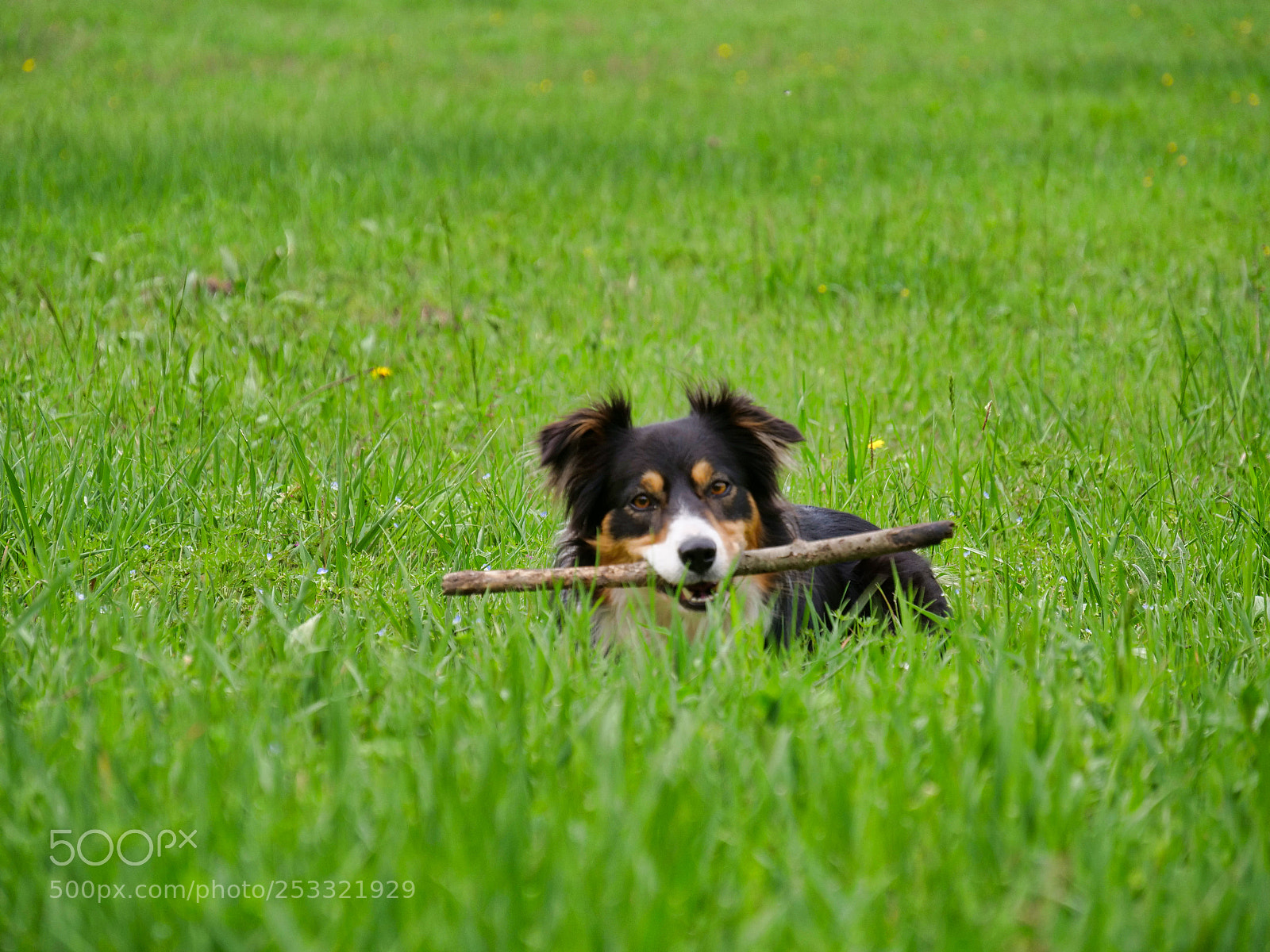 Panasonic Lumix DC-GH5 sample photo. My bordercollie photography