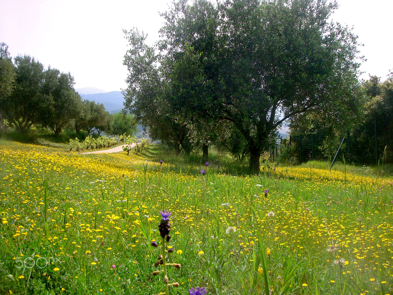 Sony Cyber-shot DSC-W150 sample photo. Mediteranean spring photography