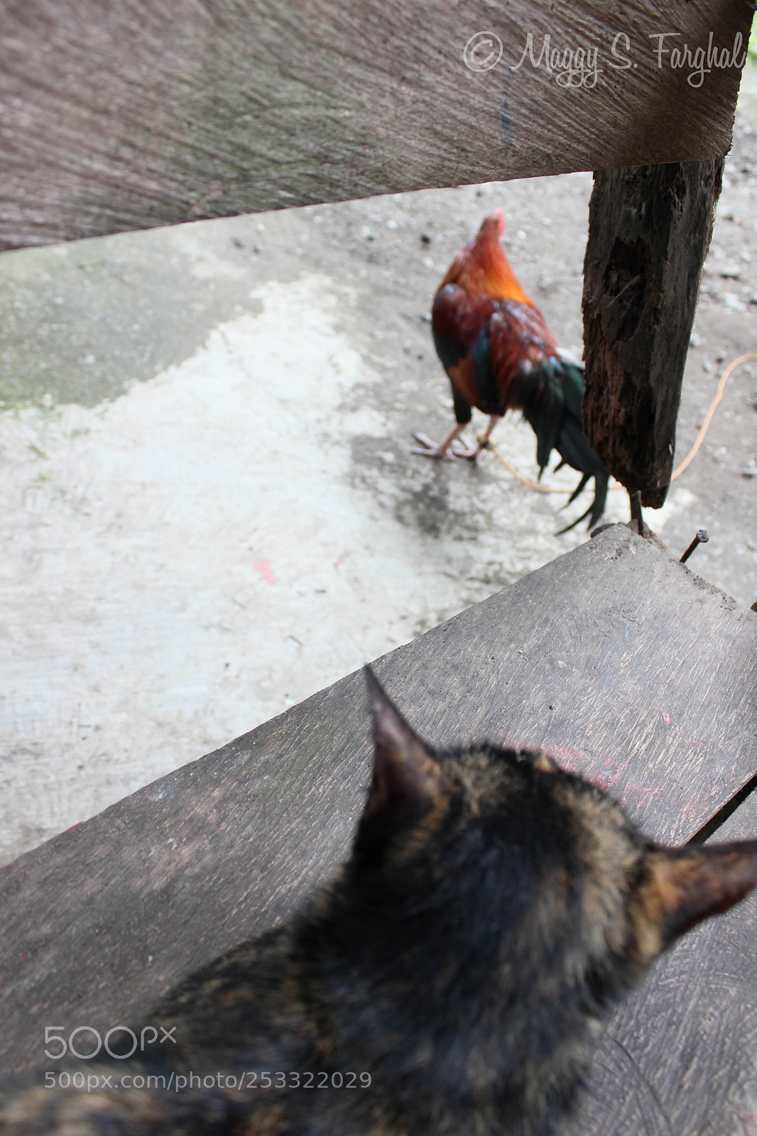 Canon EOS 600D (Rebel EOS T3i / EOS Kiss X5) sample photo. Untitled photography