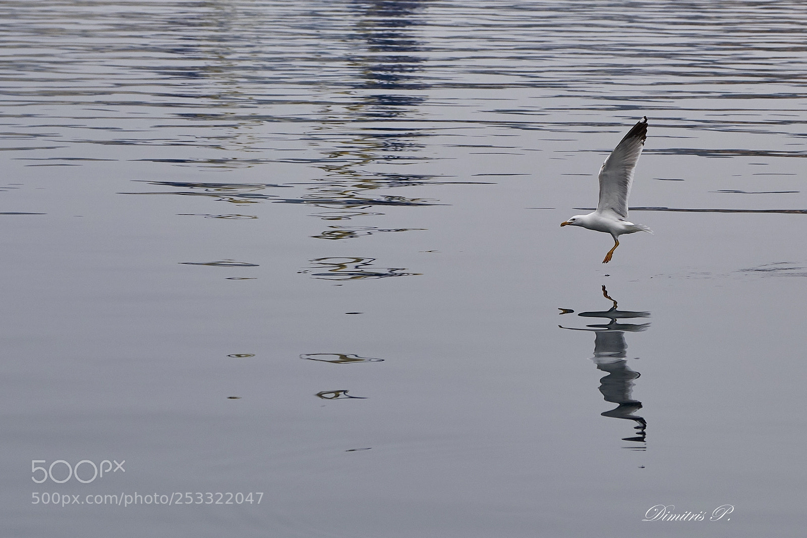 Fujifilm X-T2 sample photo. Seagull's reflection photography