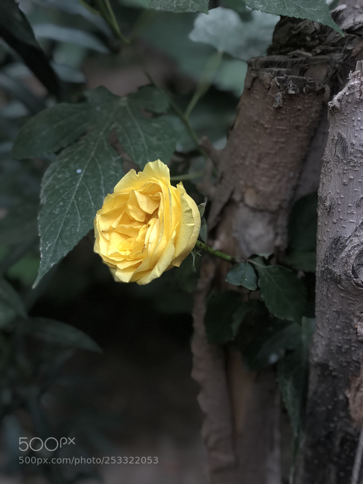 Apple iPhone 8 Plus sample photo. Rose photography