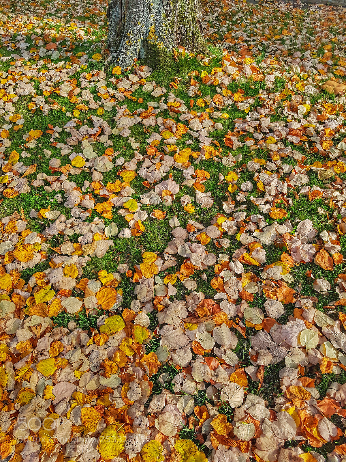 Samsung Galaxy S7 Edge sample photo. Colorful autumn leaves photography