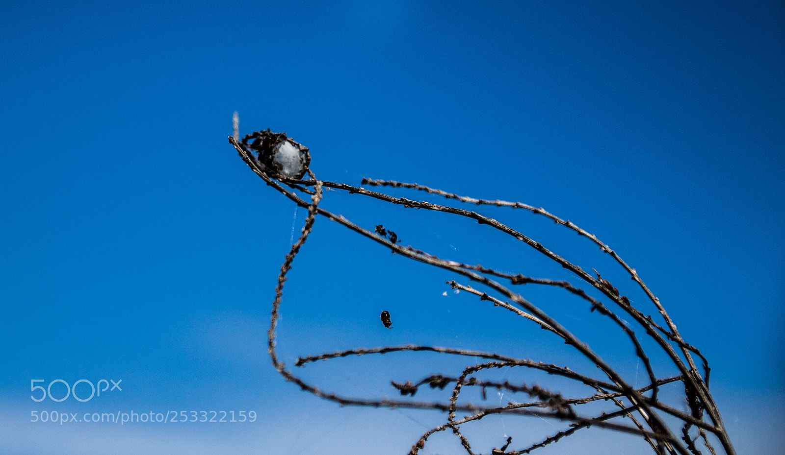 Canon EOS 700D (EOS Rebel T5i / EOS Kiss X7i) sample photo. Spiders' life photography