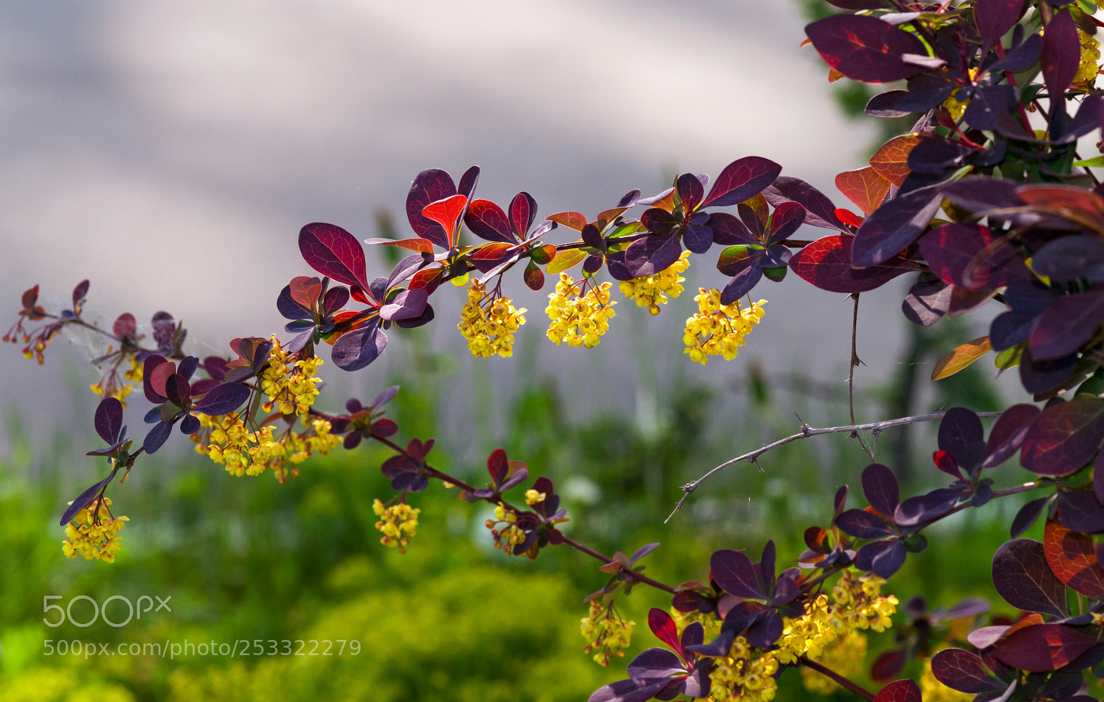 Sony SLT-A57 sample photo. Barberry photography