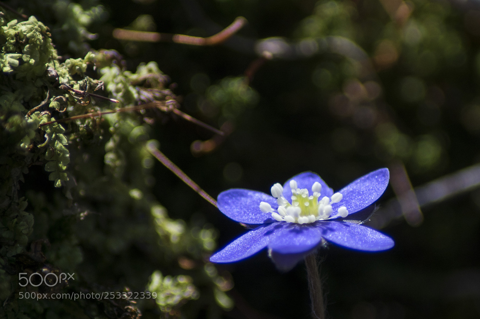 Sony ILCA-77M2 sample photo. Close up on violet photography