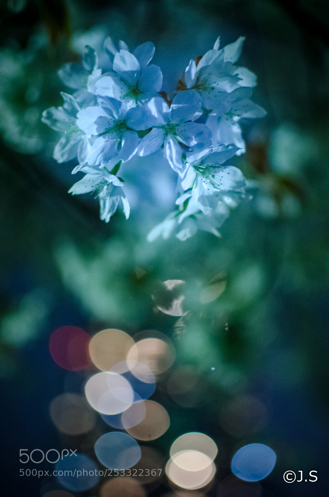 Nikon D7000 sample photo. Sakura photography