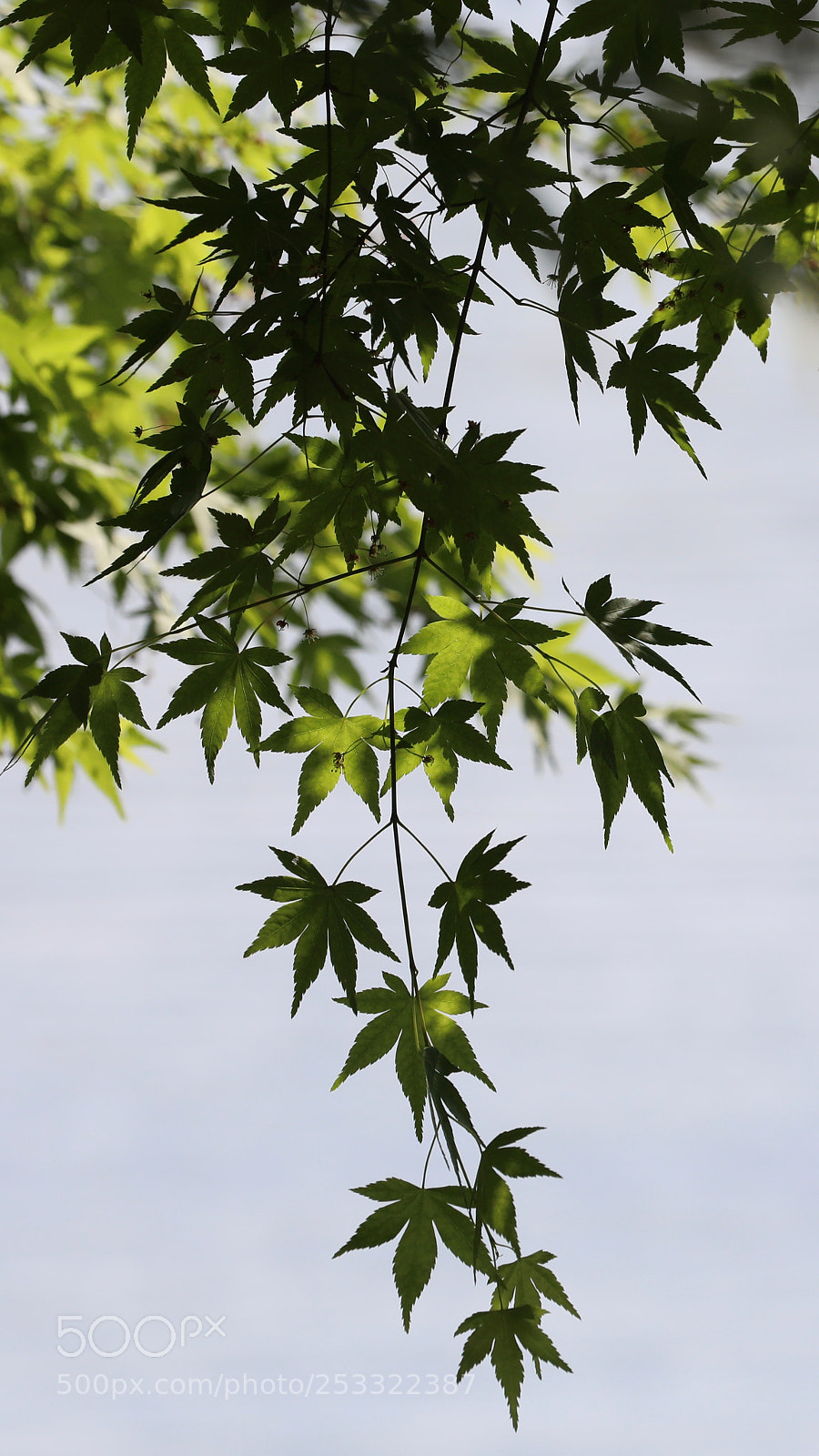 Canon EOS 5D Mark IV sample photo. 槭树 photography
