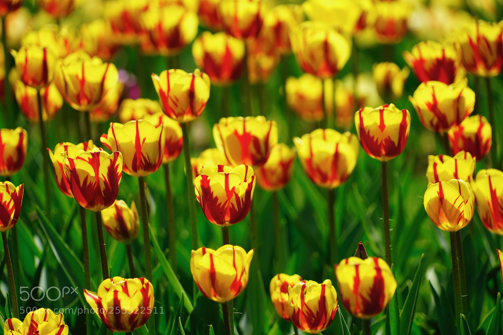 Sony a7R II sample photo. Tulip season 5 photography
