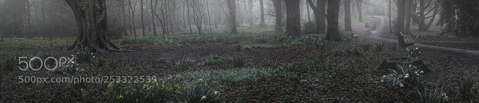 Canon EOS 5D Mark II sample photo. Misty woodland photography