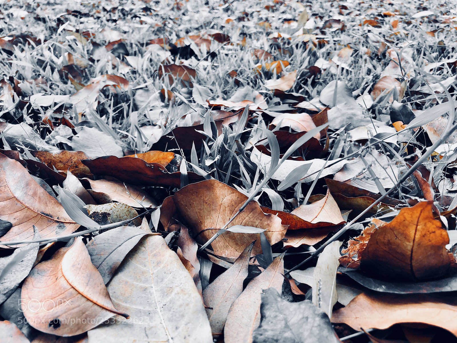 Apple iPhone 8 Plus sample photo. Fall of glory !! photography