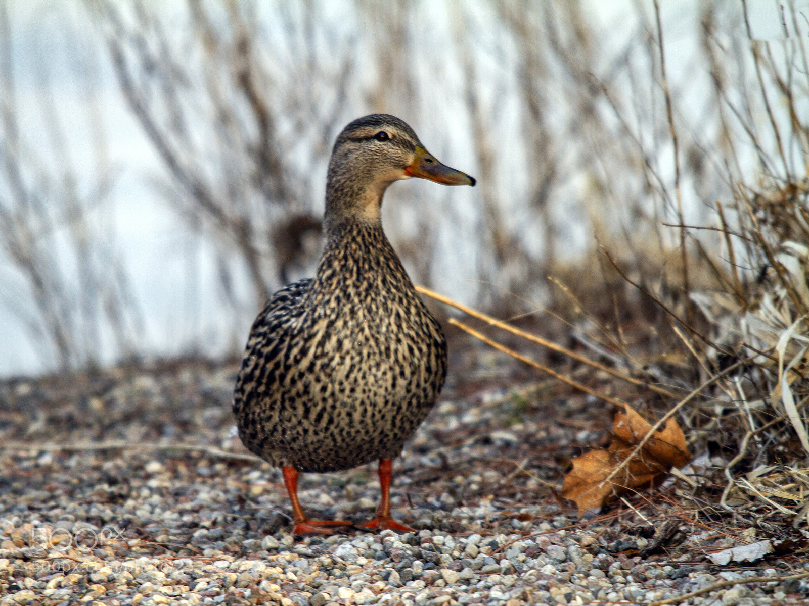 Canon EOS 7D sample photo. Mallard duck (female) photography