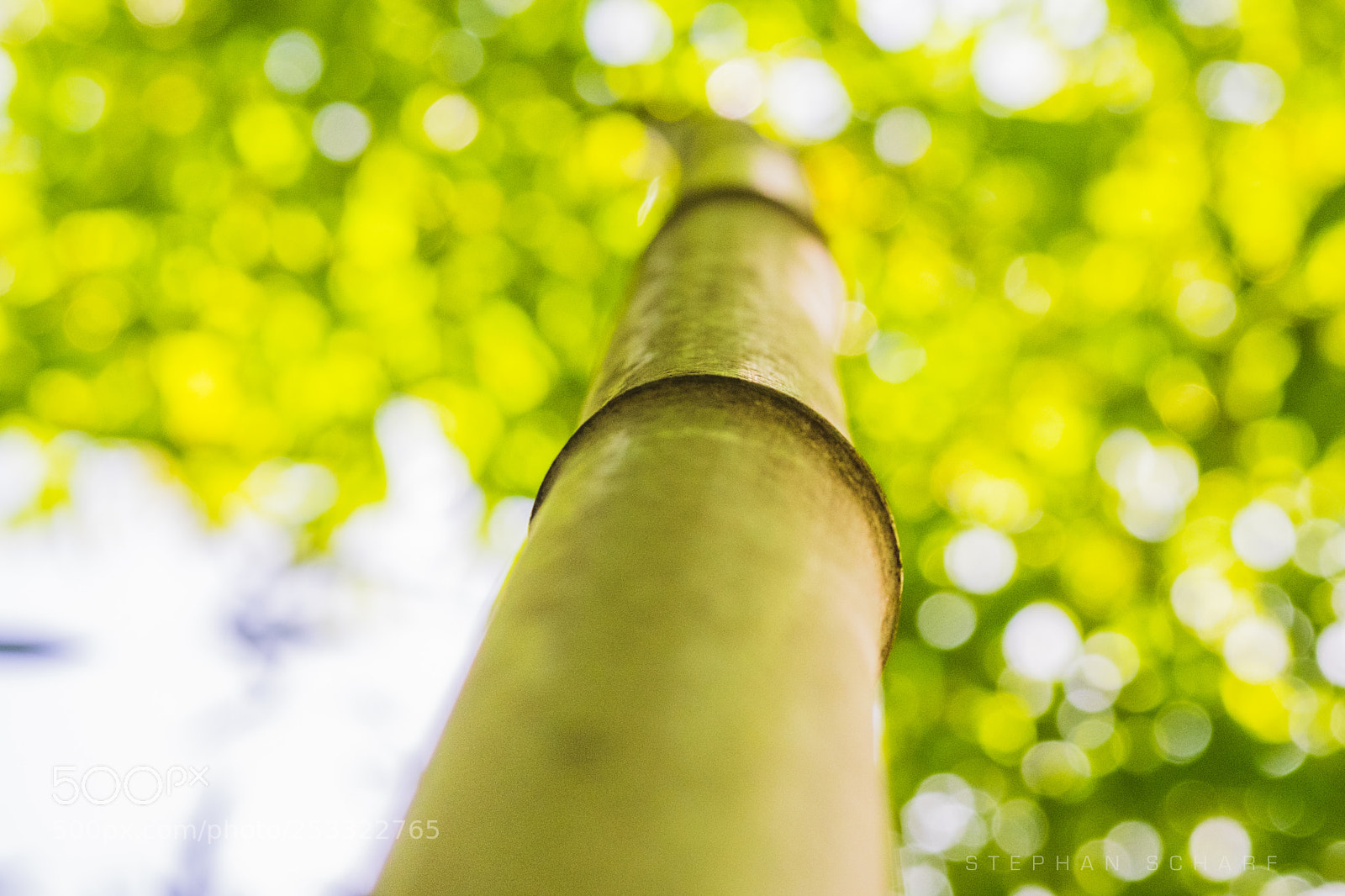 Fujifilm X-T10 sample photo. Bamboo photography