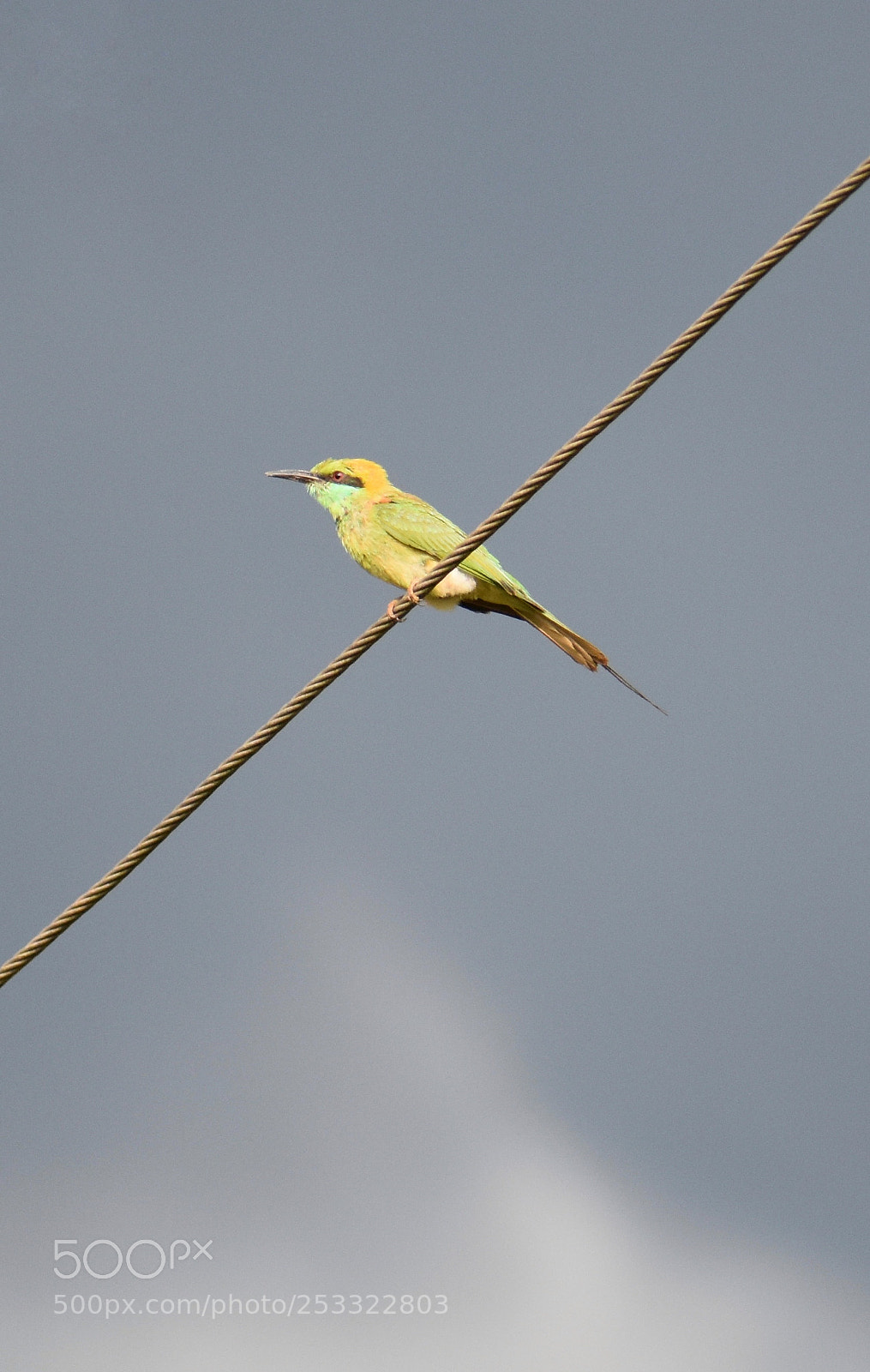 Nikon D3400 sample photo. Unknown bird photography