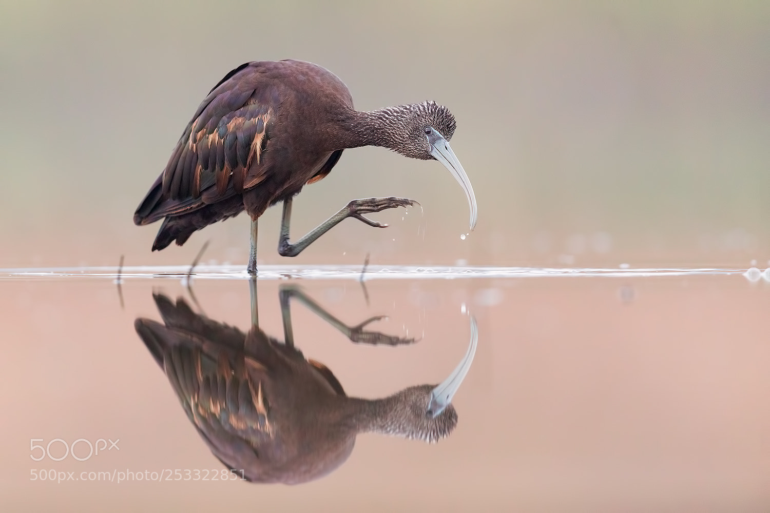 Canon EOS 5D Mark IV sample photo. Glossy ibis mirror cleaning photography