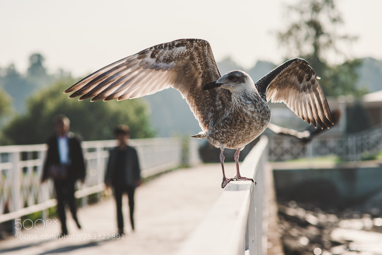 Nikon D800 sample photo. My st. petersburg photography
