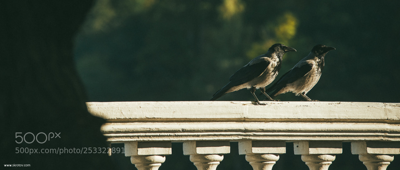 Nikon D800 sample photo. My st. petersburg photography