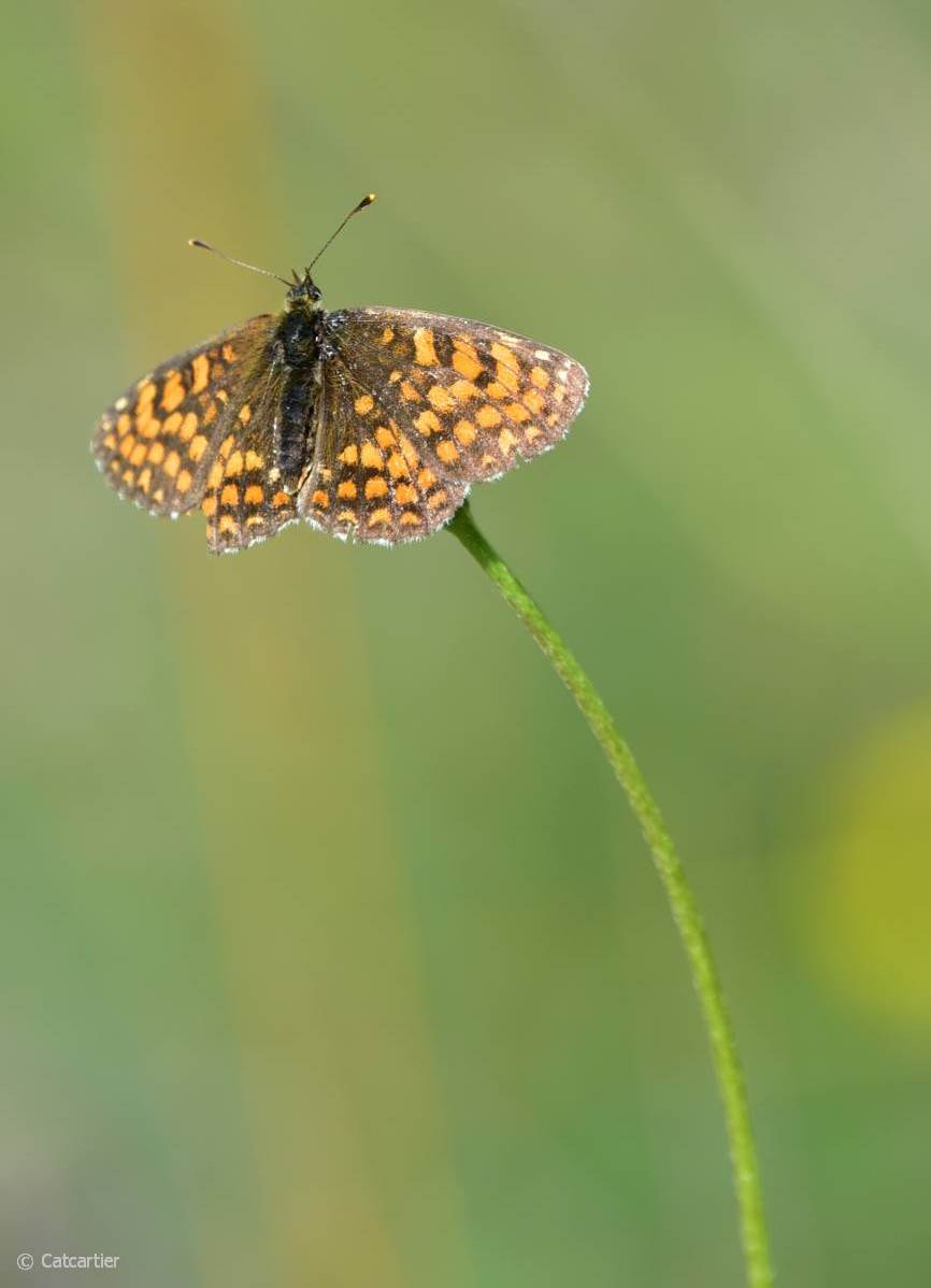 Nikon D750 + Nikon Nikkor AF-S 300mm F4E PF ED VR sample photo. Papillon-fleur photography