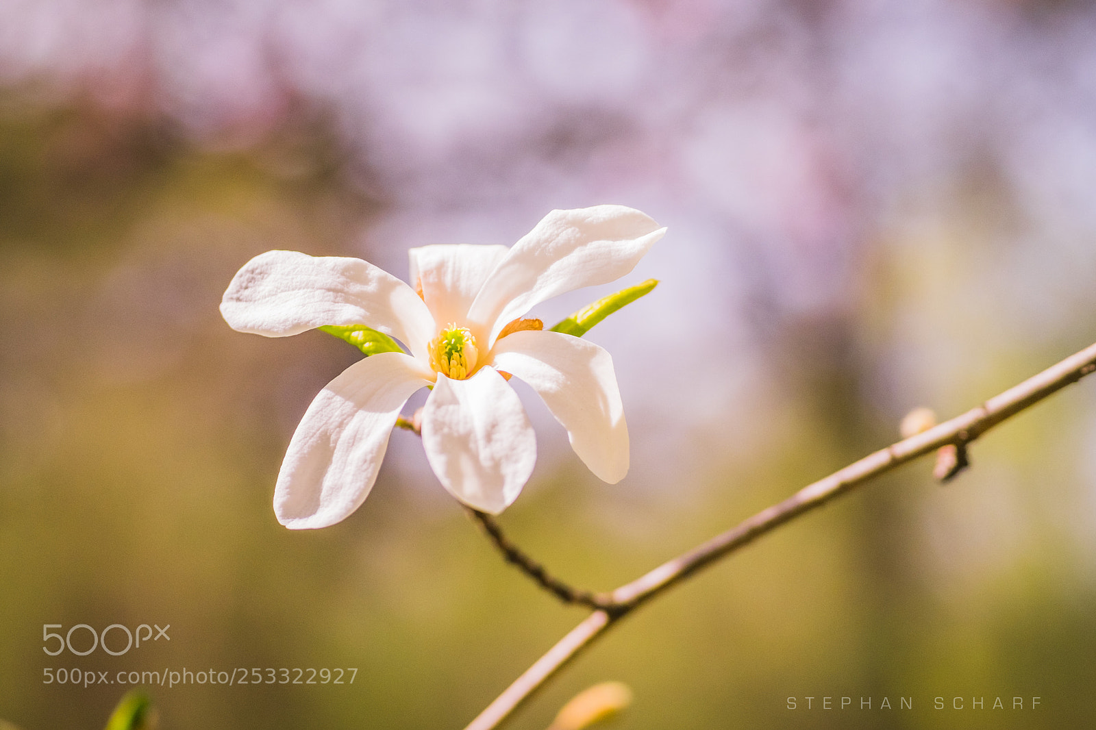 Fujifilm X-T10 sample photo. Springflower photography