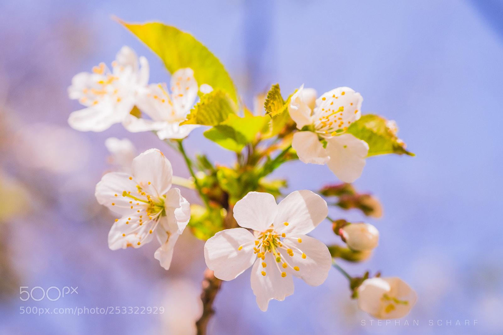 Fujifilm X-T10 sample photo. Cherryblossoms photography