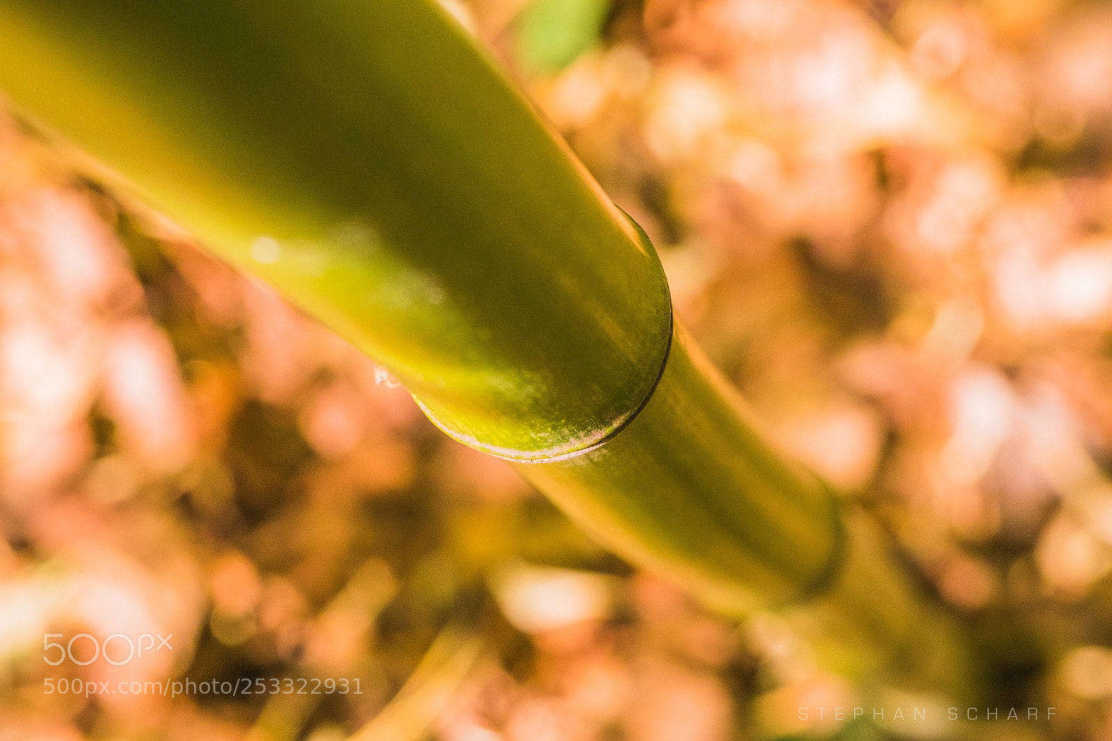 Fujifilm X-T10 sample photo. Bamboo ii photography