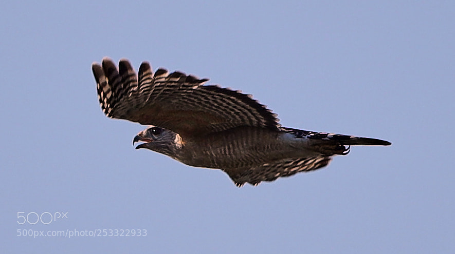 Canon EOS-1D X Mark II sample photo. 04-12-18-0011947.jpg photography