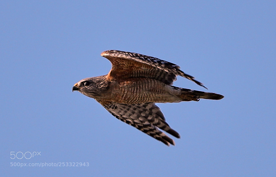 Canon EOS-1D X Mark II sample photo. 04-12-18-0011948.jpg photography