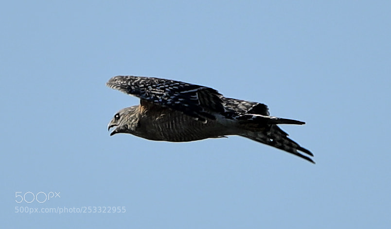 Canon EOS-1D X Mark II sample photo. 04-12-18-0011946.jpg photography