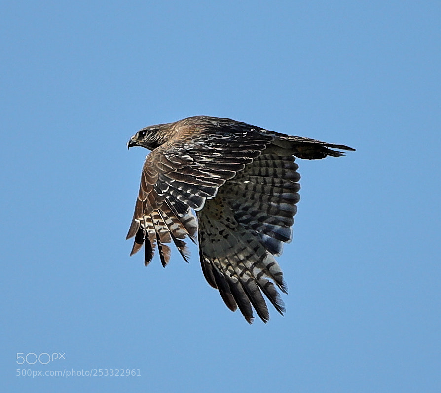 Canon EOS-1D X Mark II sample photo. 04-12-18-0011944.jpg photography