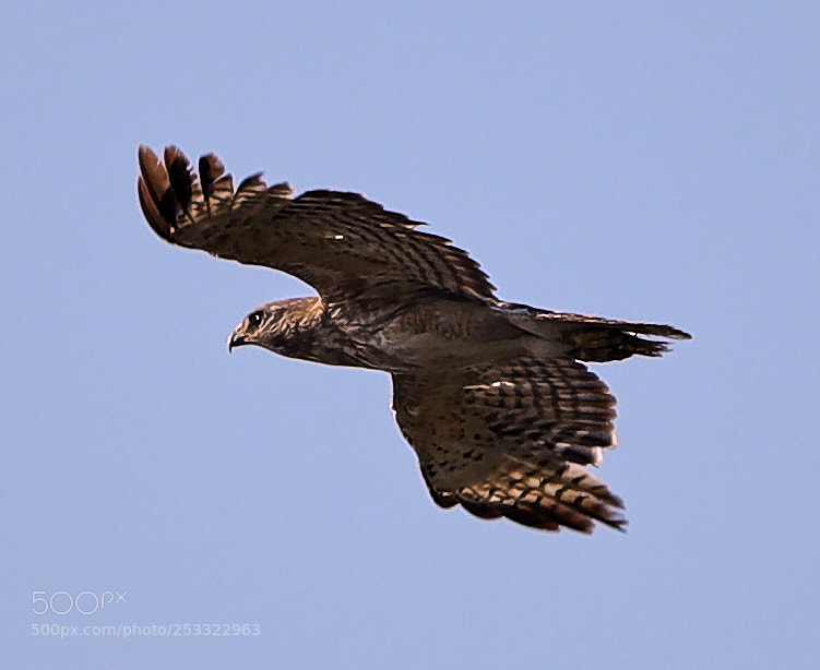 Canon EOS-1D X Mark II sample photo. 04-12-18-0011943.jpg photography