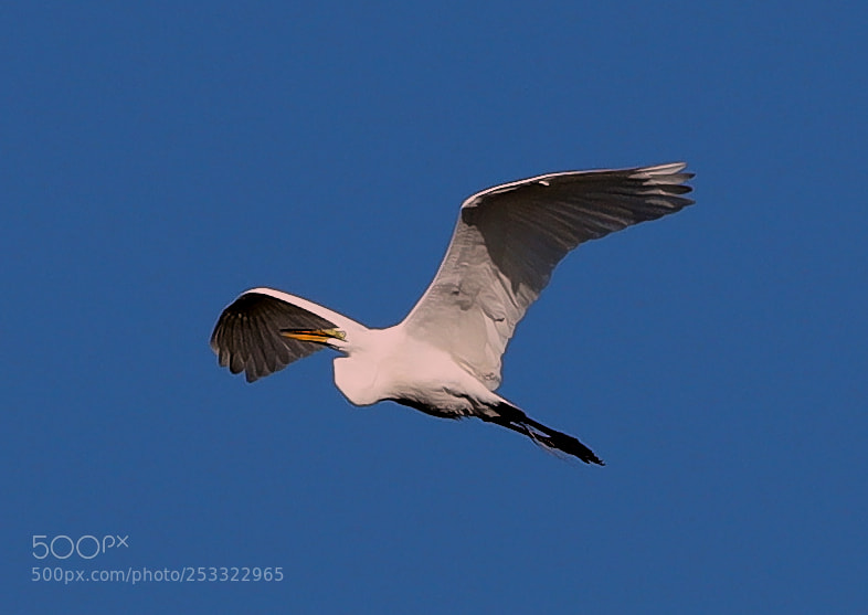 Canon EOS-1D X Mark II sample photo. 04-12-18-0011931.jpg photography