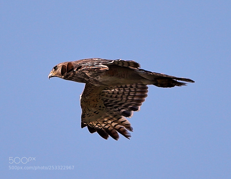 Canon EOS-1D X Mark II sample photo. 04-12-18-0011945.jpg photography