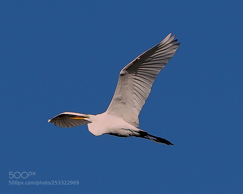 Canon EOS-1D X Mark II sample photo. 04-12-18-0011930.jpg photography