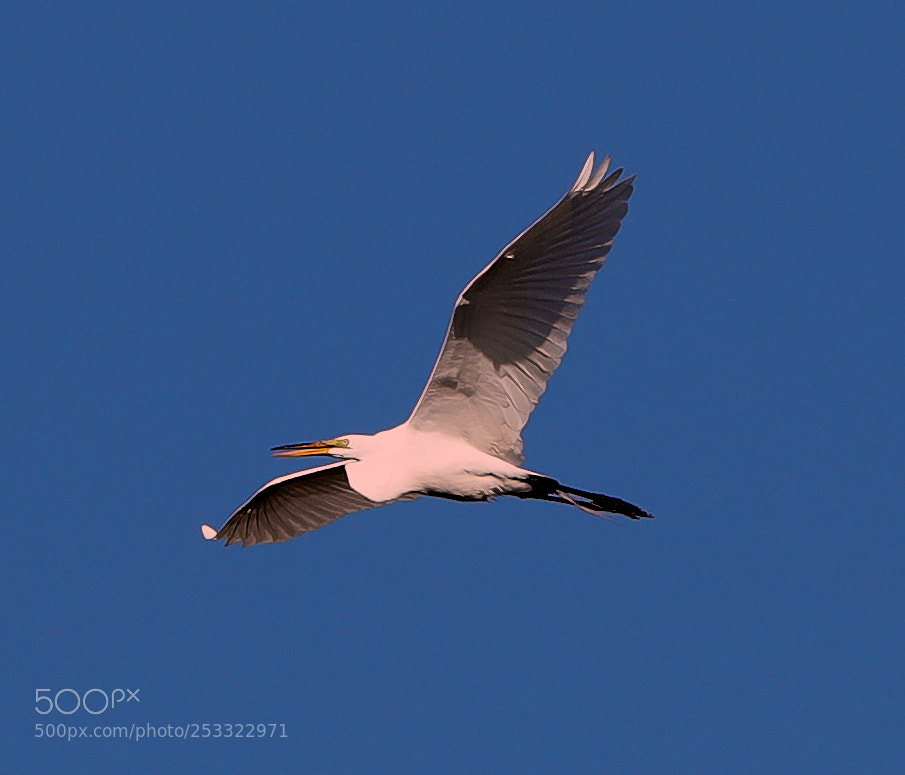 Canon EOS-1D X Mark II sample photo. 04-12-18-0011928.jpg photography