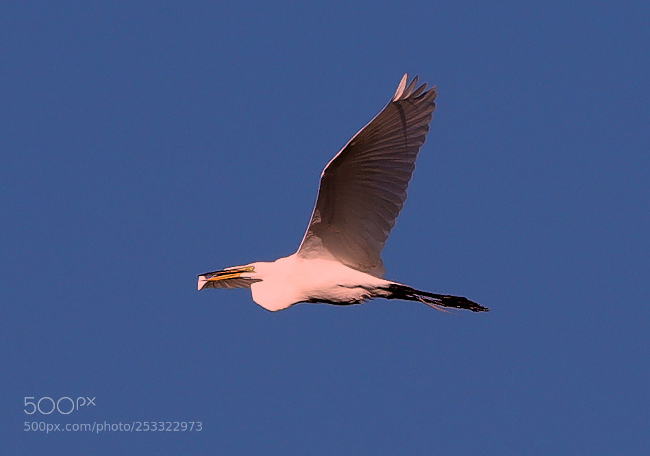 Canon EOS-1D X Mark II sample photo. 04-12-18-0011927.jpg photography