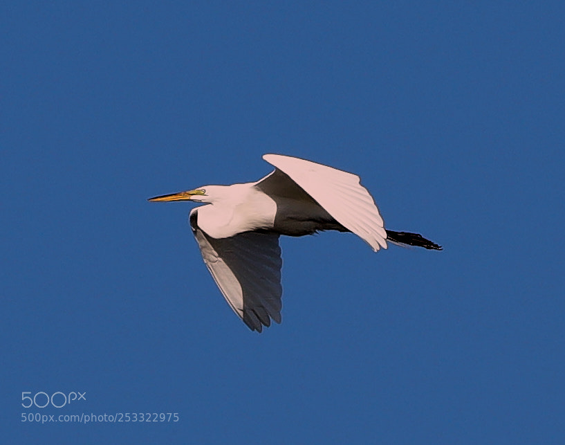 Canon EOS-1D X Mark II sample photo. 04-12-18-0011926.jpg photography