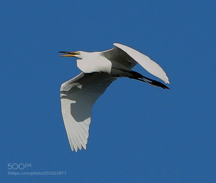 Canon EOS-1D X Mark II sample photo. 04-12-18-0011929.jpg photography