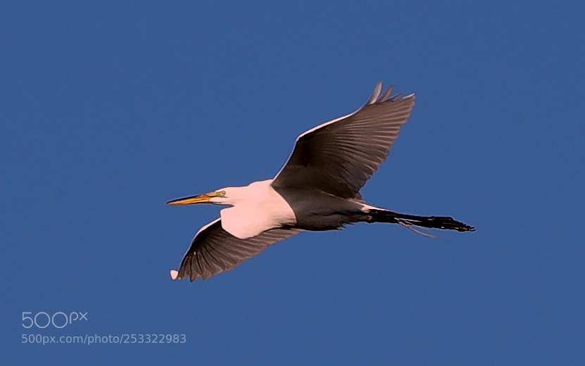 Canon EOS-1D X Mark II sample photo. 04-12-18-0011925.jpg photography