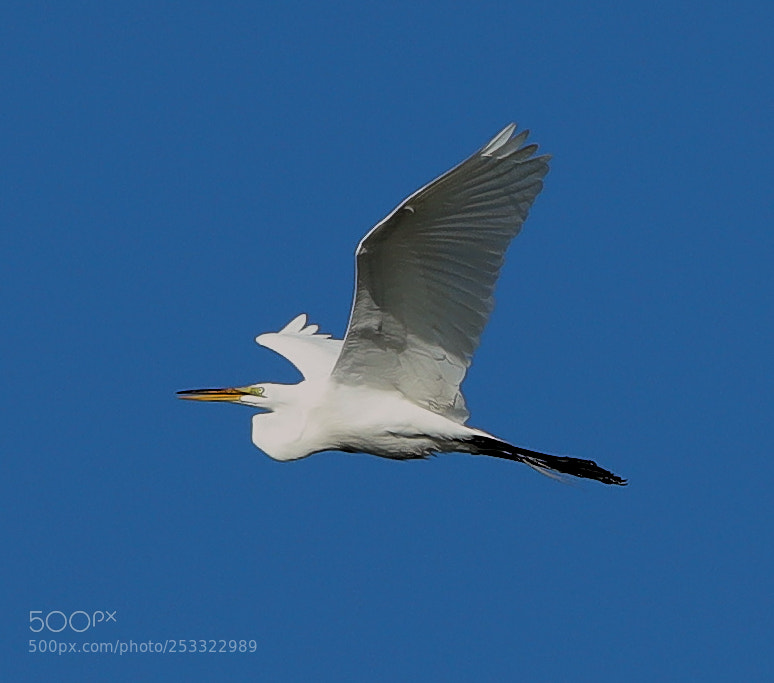 Canon EOS-1D X Mark II sample photo. 04-12-18-0011924.jpg photography