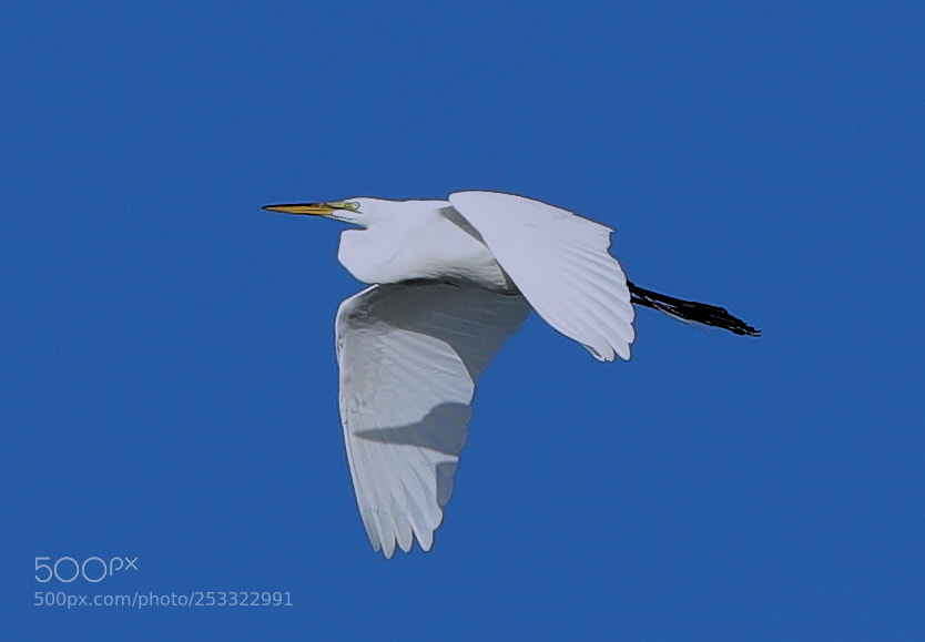 Canon EOS-1D X Mark II sample photo. 04-12-18-0011923.jpg photography
