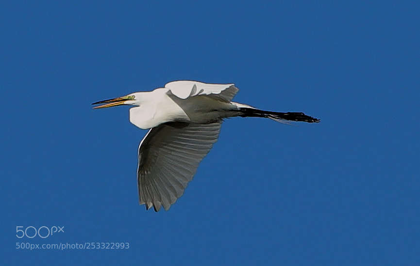 Canon EOS-1D X Mark II sample photo. 04-12-18-0011922.jpg photography
