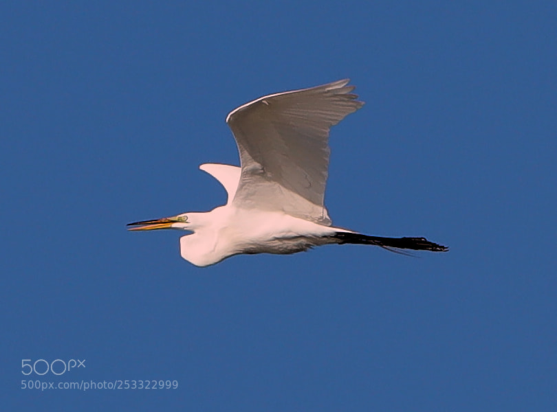 Canon EOS-1D X Mark II sample photo. 04-12-18-0011921.jpg photography