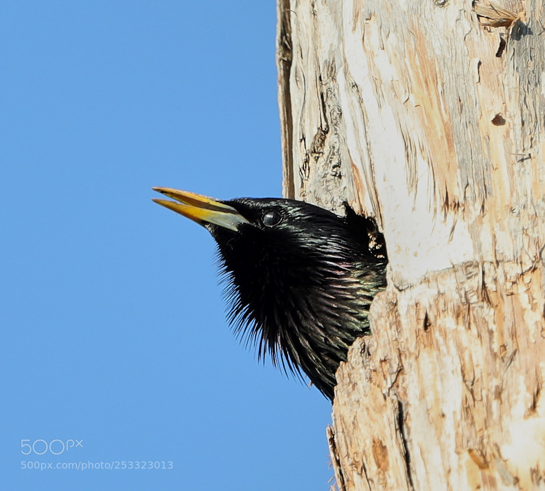 Canon EOS-1D X Mark II sample photo. 04-12-18-0011986.jpg photography