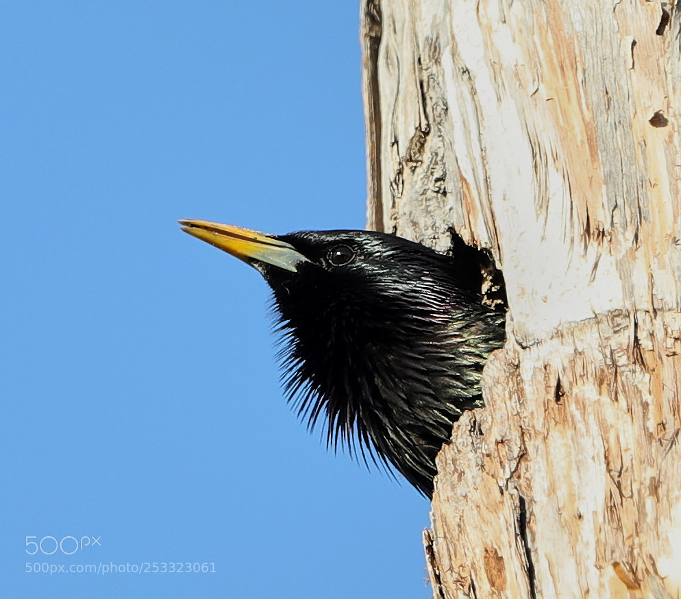 Canon EOS-1D X Mark II sample photo. 04-12-18-0011987.jpg photography