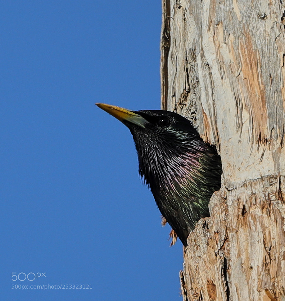Canon EOS-1D X Mark II sample photo. 04-12-18-0011985.jpg photography