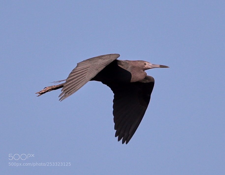 Canon EOS-1D X Mark II sample photo. 04-12-18-0011983.jpg photography