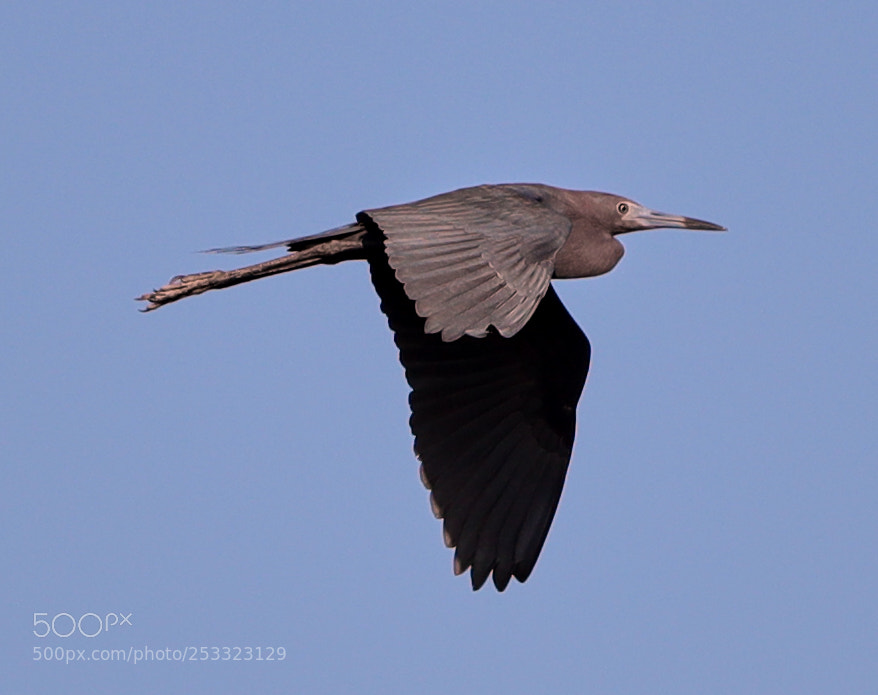Canon EOS-1D X Mark II sample photo. 04-12-18-0011982.jpg photography