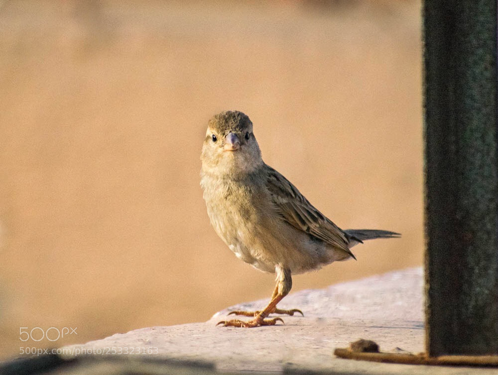 Nikon D5300 sample photo. Jack sparrow photography